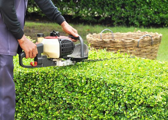 Pruning Services Near Me | Steve's Lawn Care